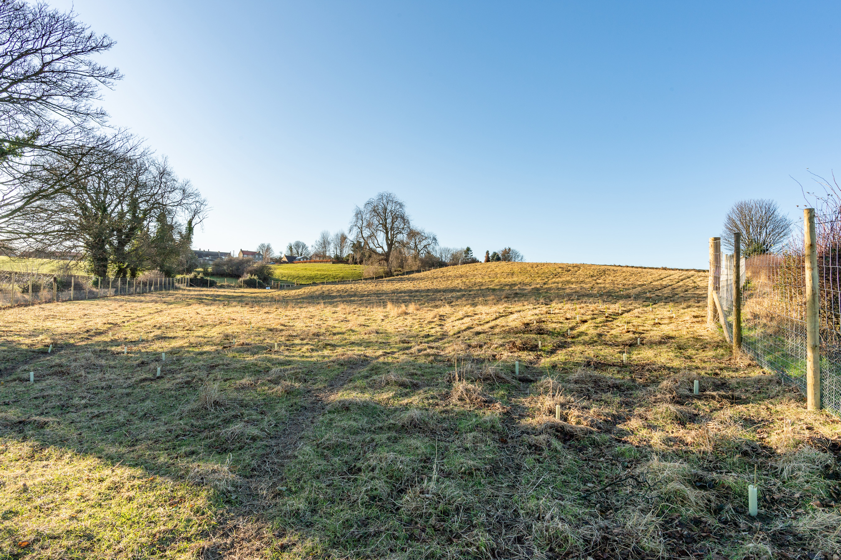 Whashton Wood near Richmond 