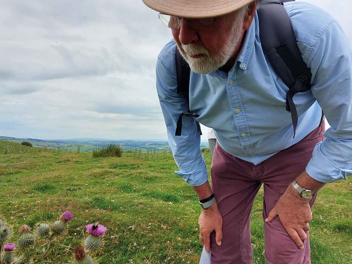BeeWalk volunteer