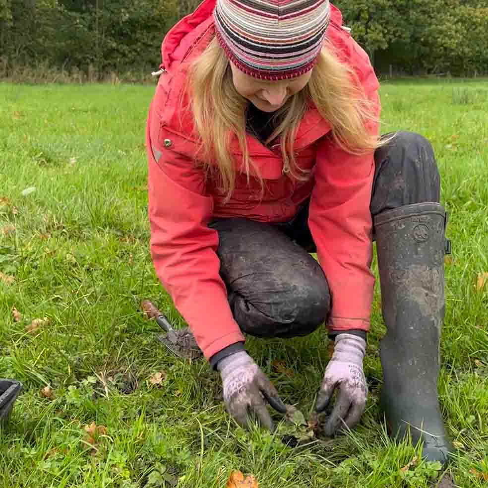 Wildflower plug planting Yorkshire Dales 