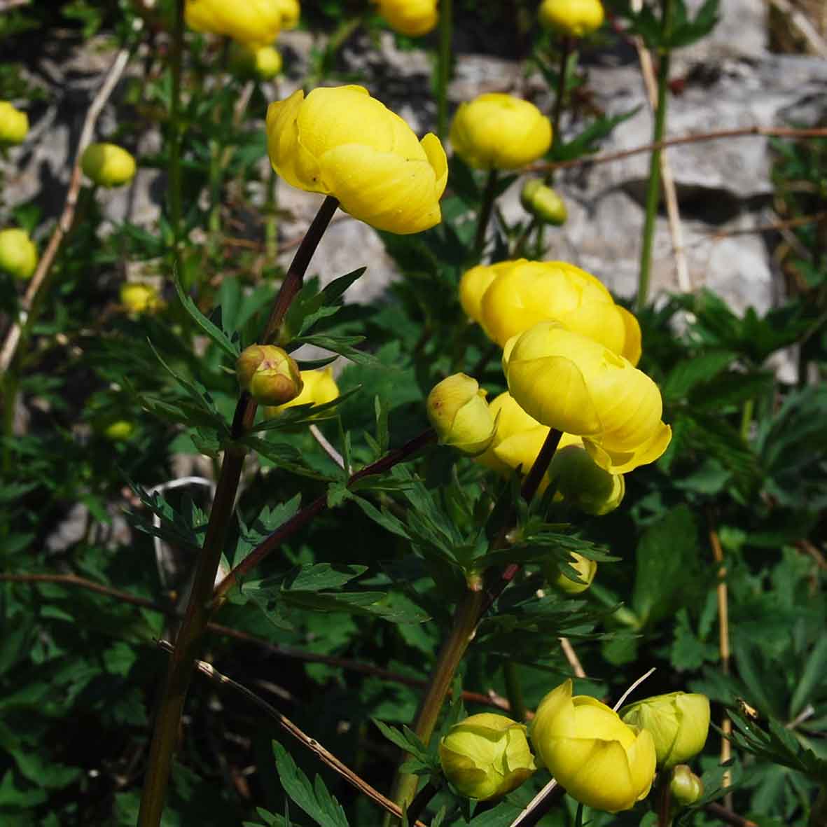 Globe flower