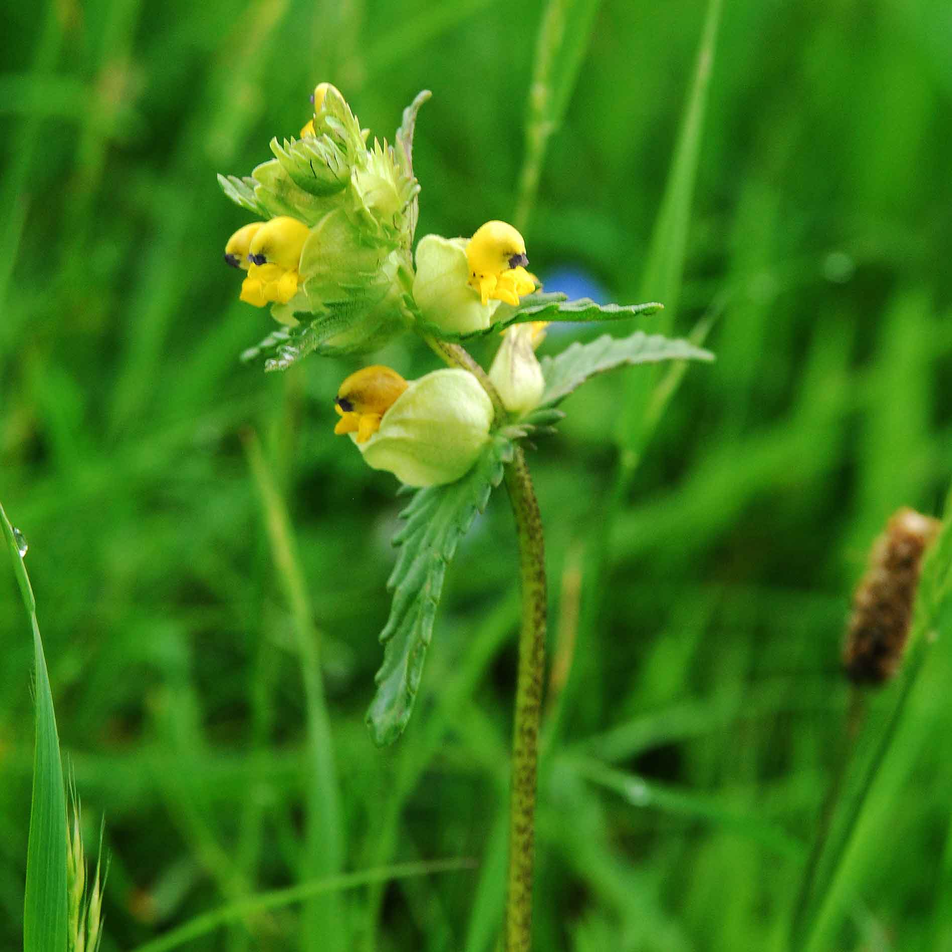 Yellow rattle