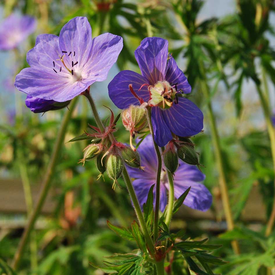 Meadow crane's-bill