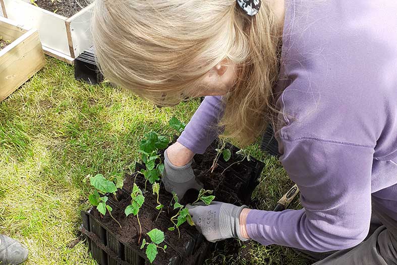Potting tree seedings 