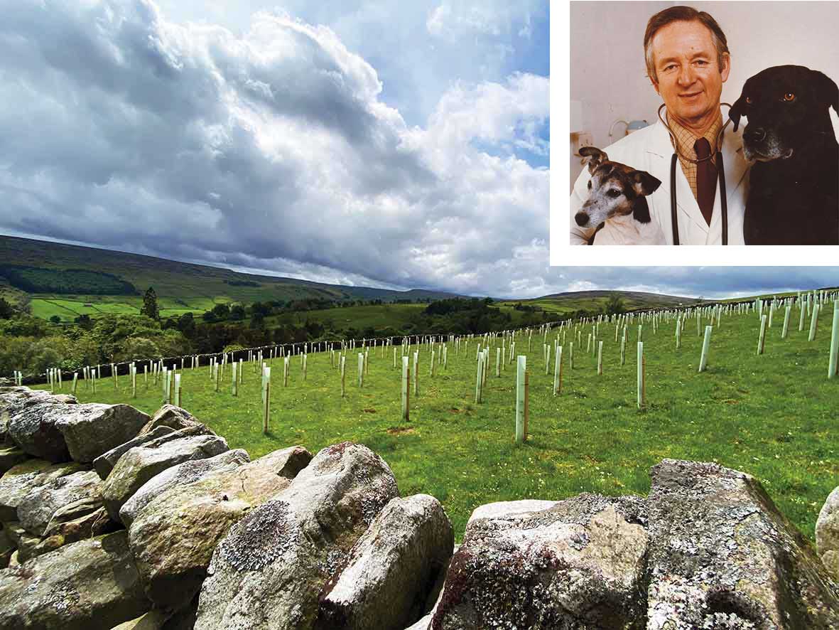 James Herriot Wood Swaledale