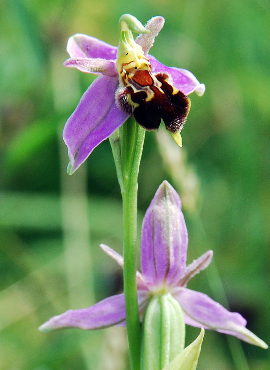 Bee Orchid at Grassington Hospital meadows
