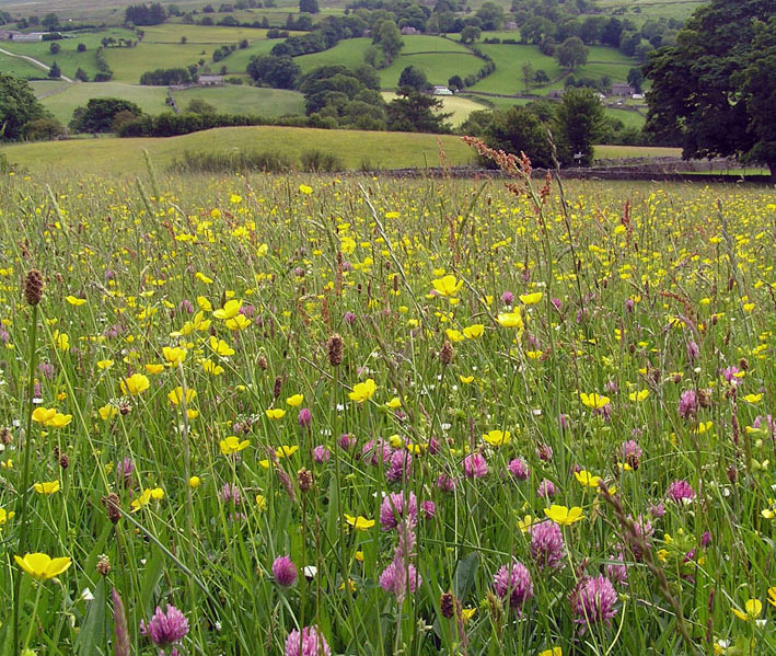 Dentdale meadow walk yorkshire dales