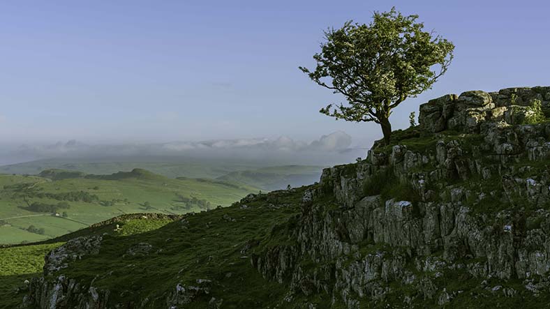 David Evans Limestone tree 