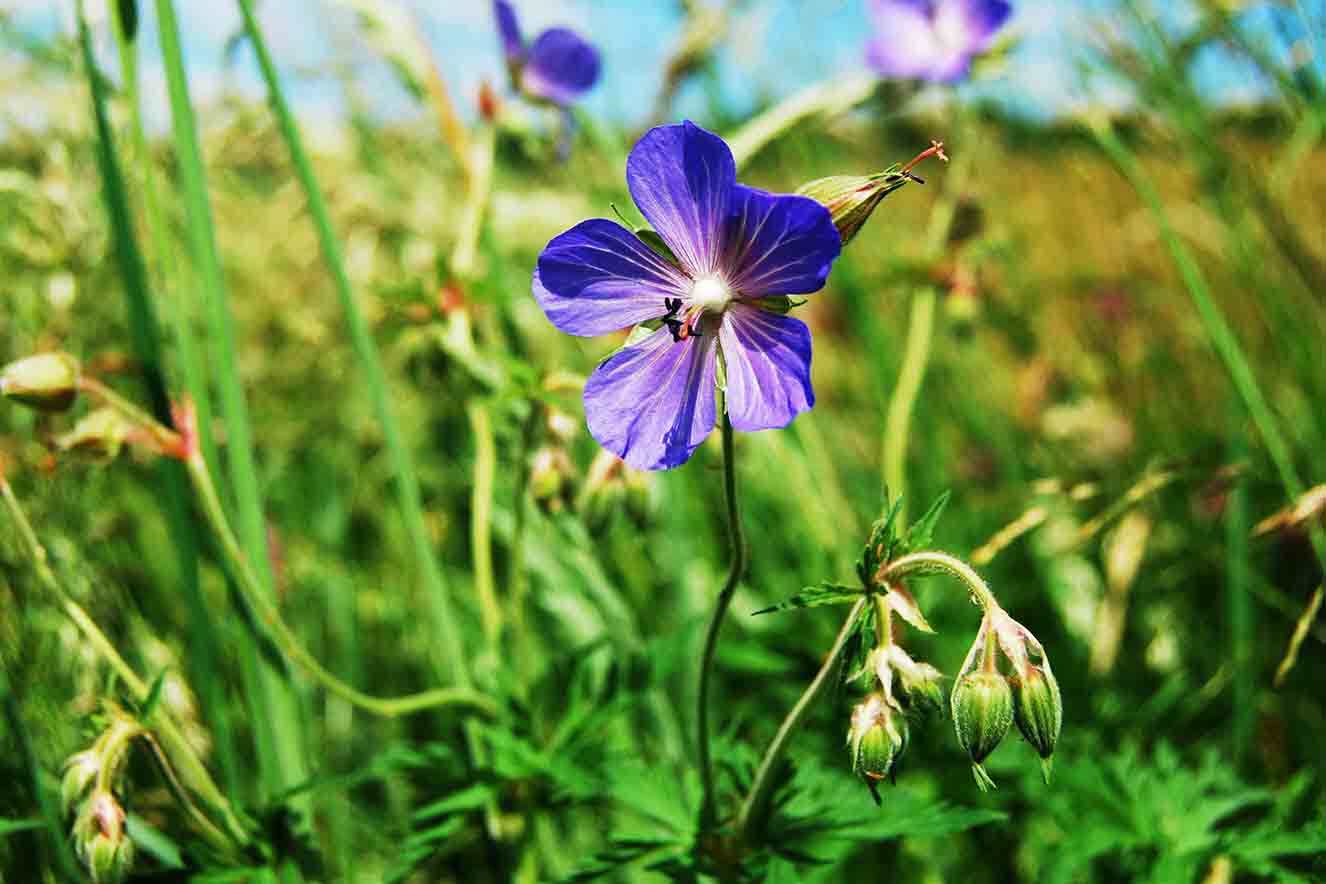 Meadow cranesbill