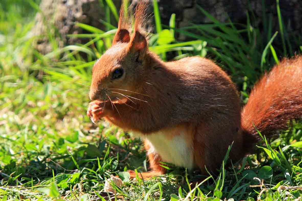 Red squirrel