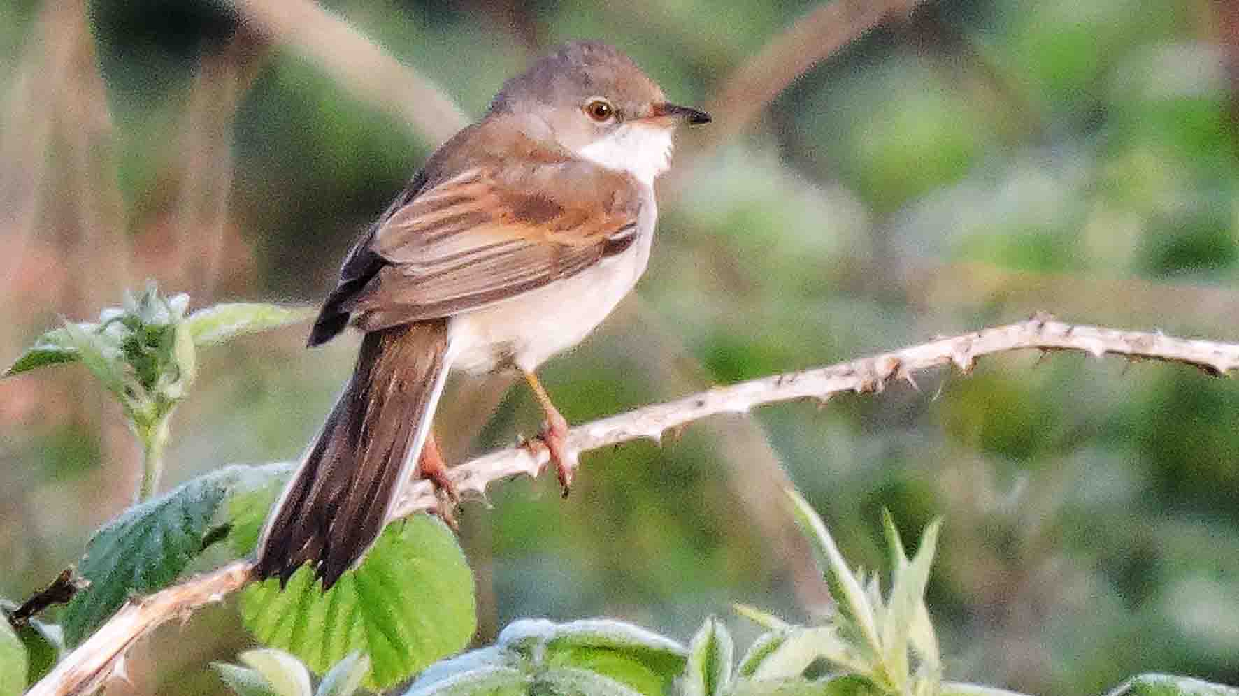 Whitethroat