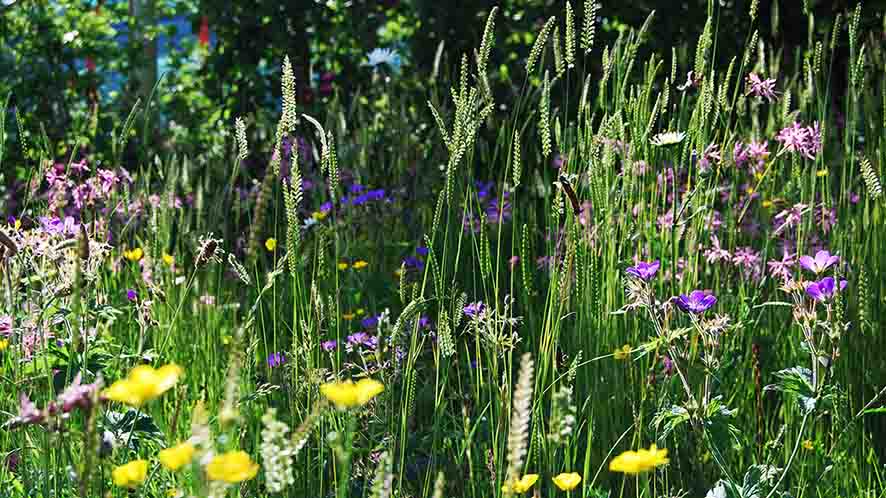 Wildflower meadow garden