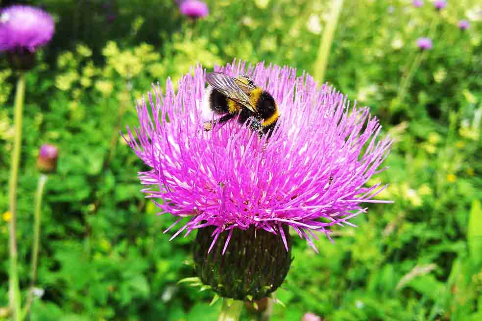 Yellands bumblebee