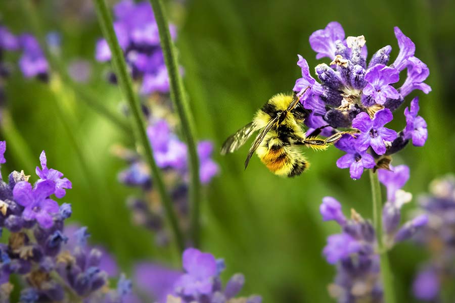 Bee lavender 
