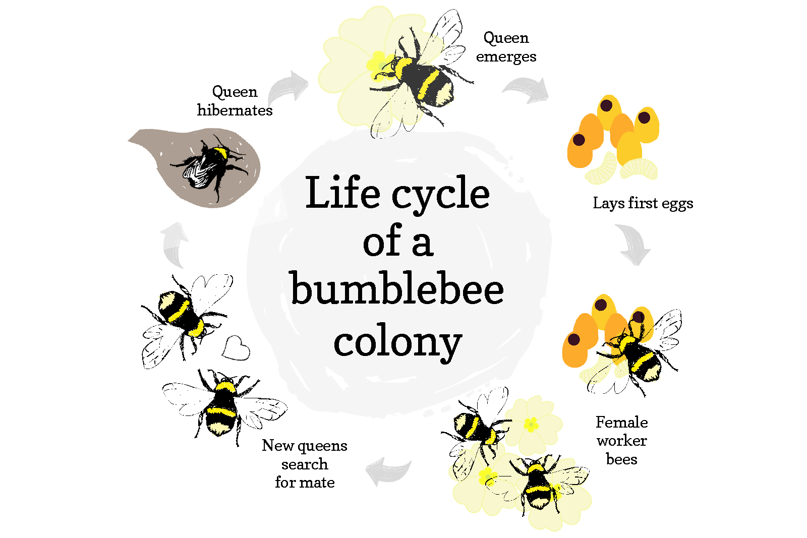 Bee life cycle
