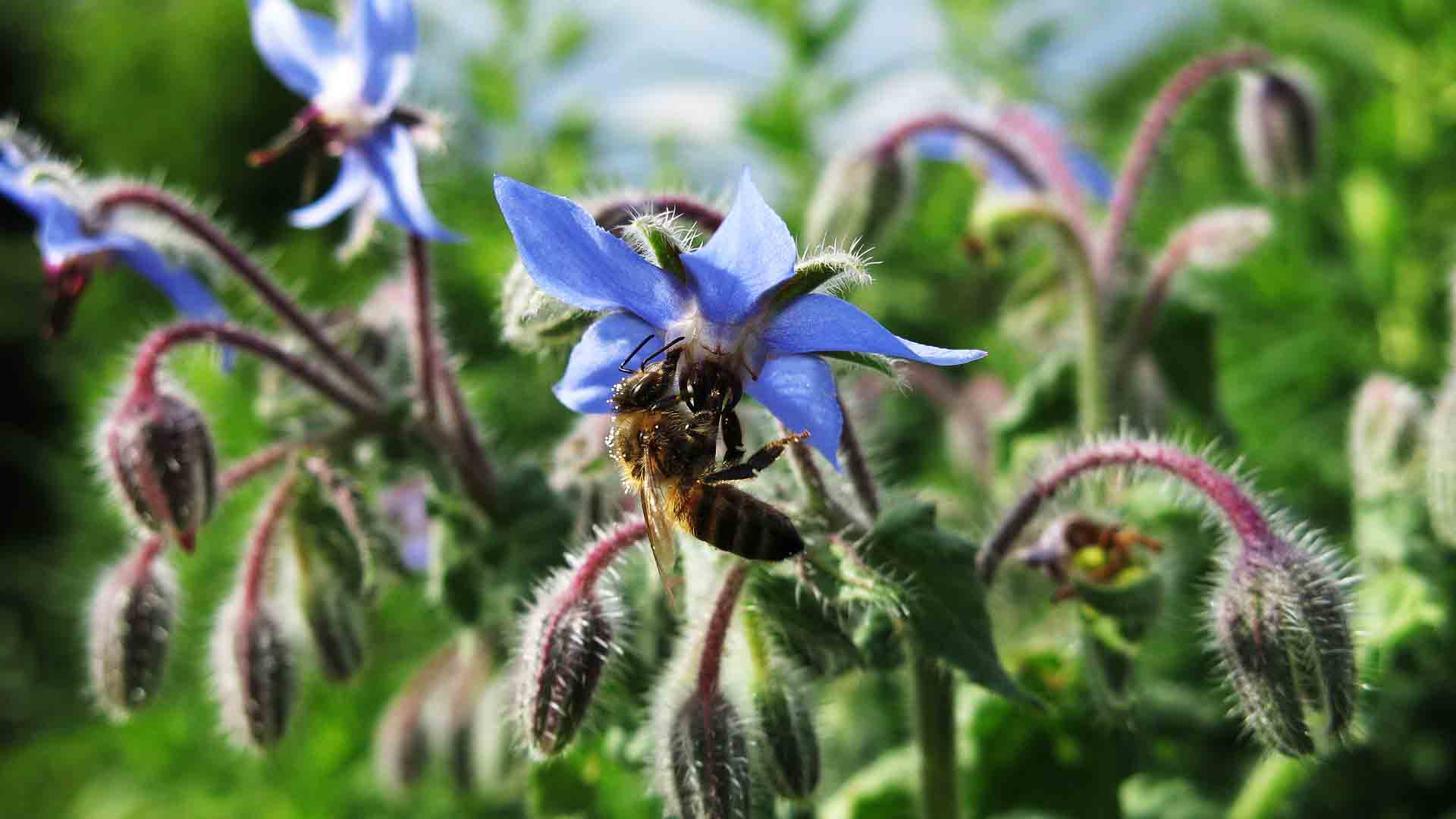 Bee borage 