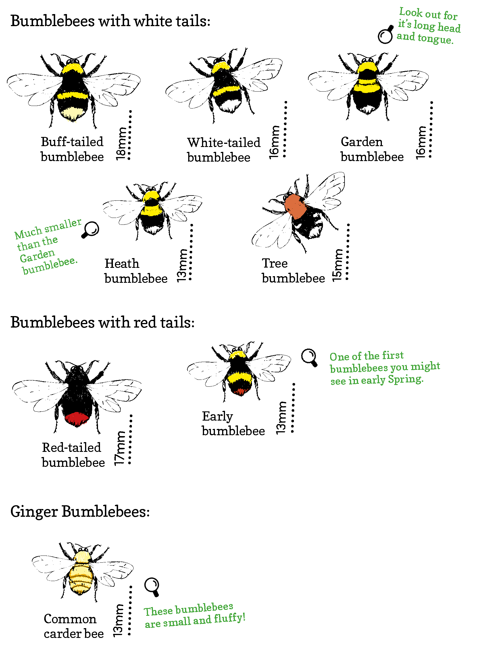 8 common bumblebees in the UK