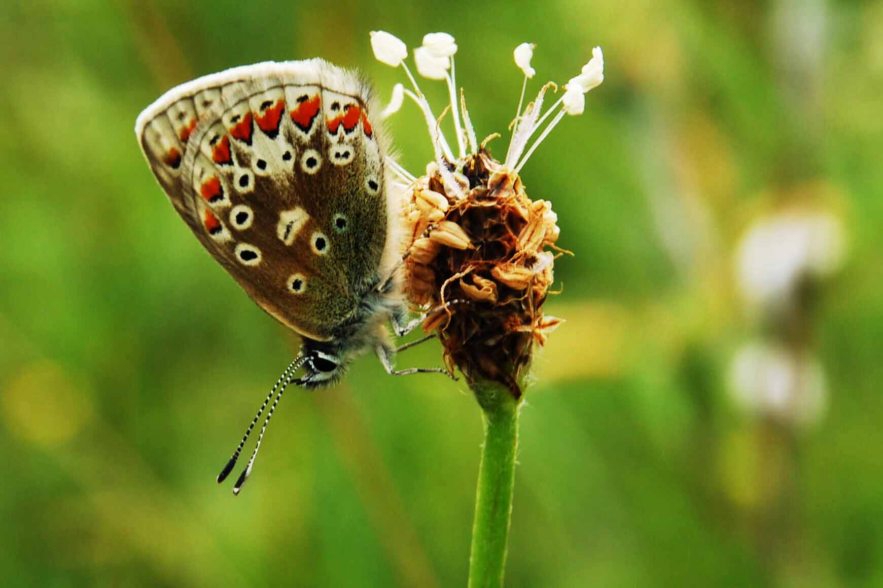 Butterfly scar close