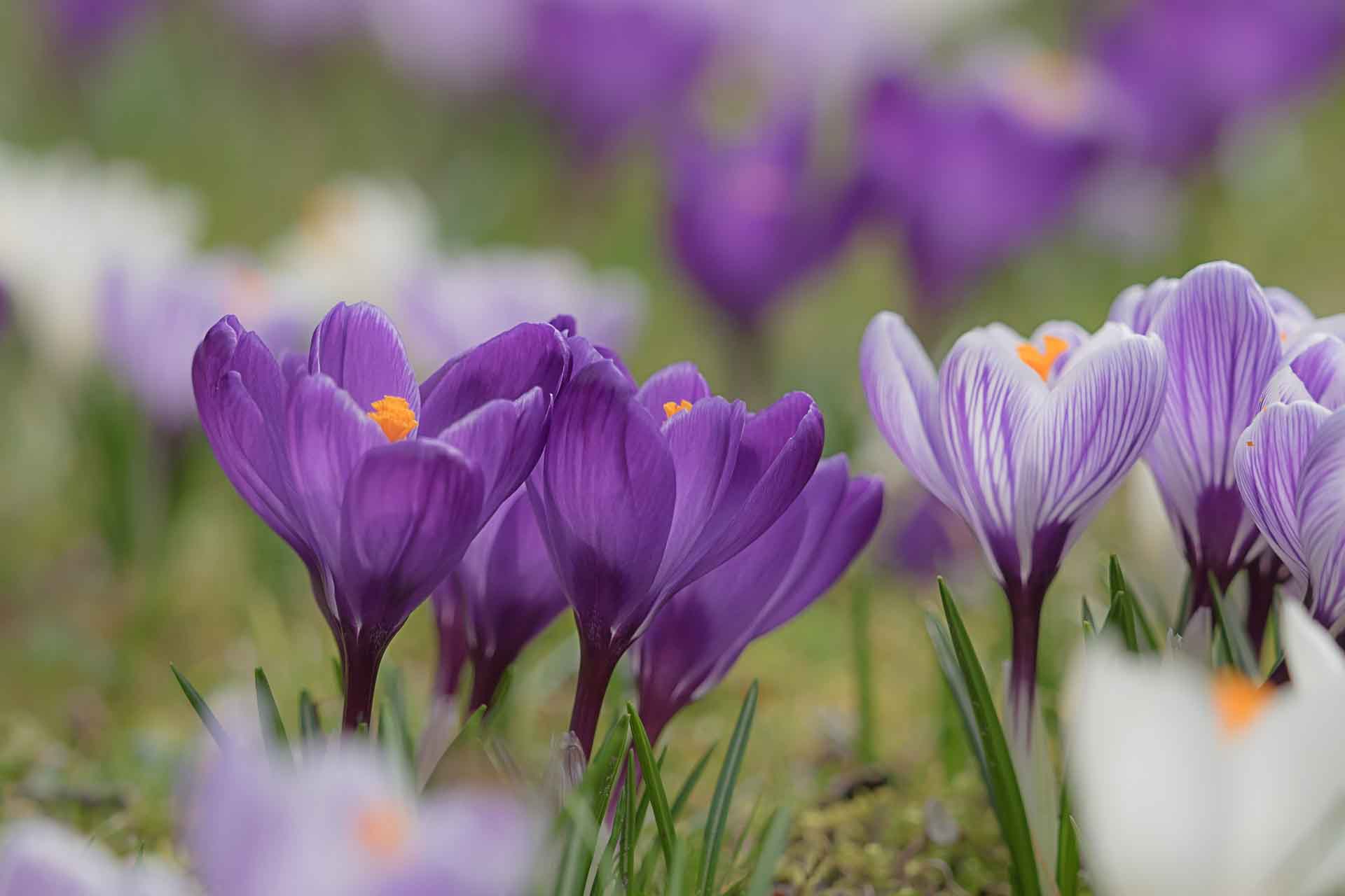 Crocus