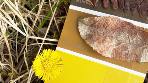Make a nature colour chart