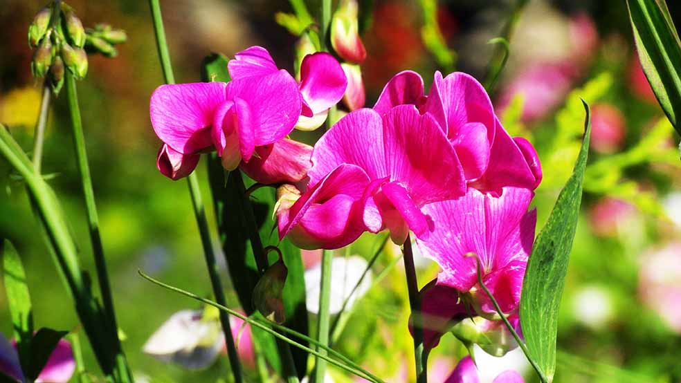 Sweet pea