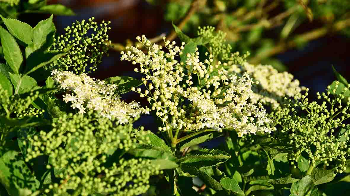 Elder flowers Spring 