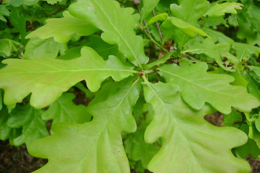 Oak leaves