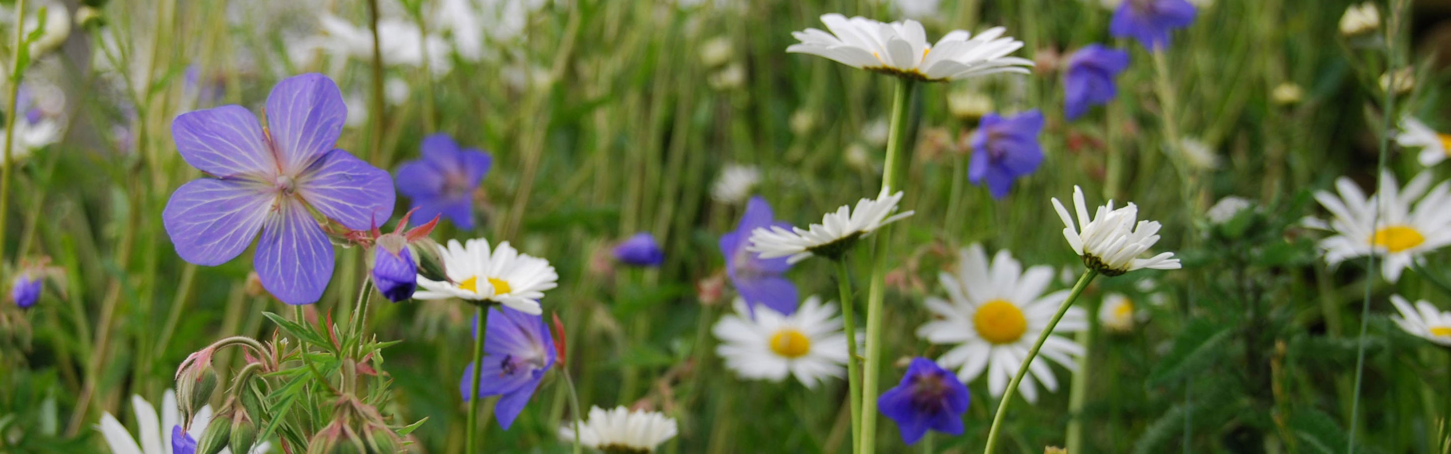 Meadow cranesbill and oxeye daisies in a Yorkshire Dales meadow  