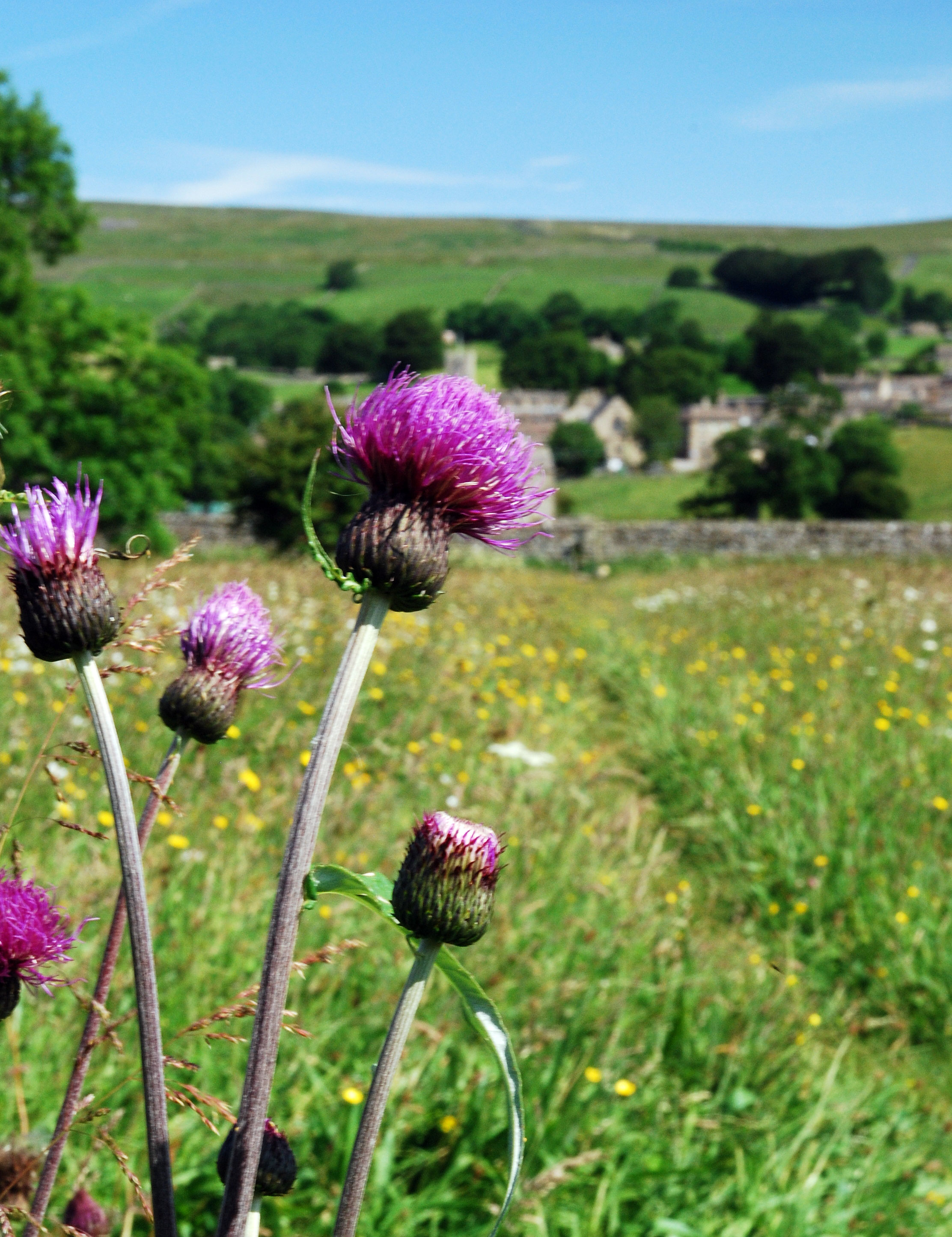 Melancholy thistle at Askrigg Bottoms meadows, Wensleydale