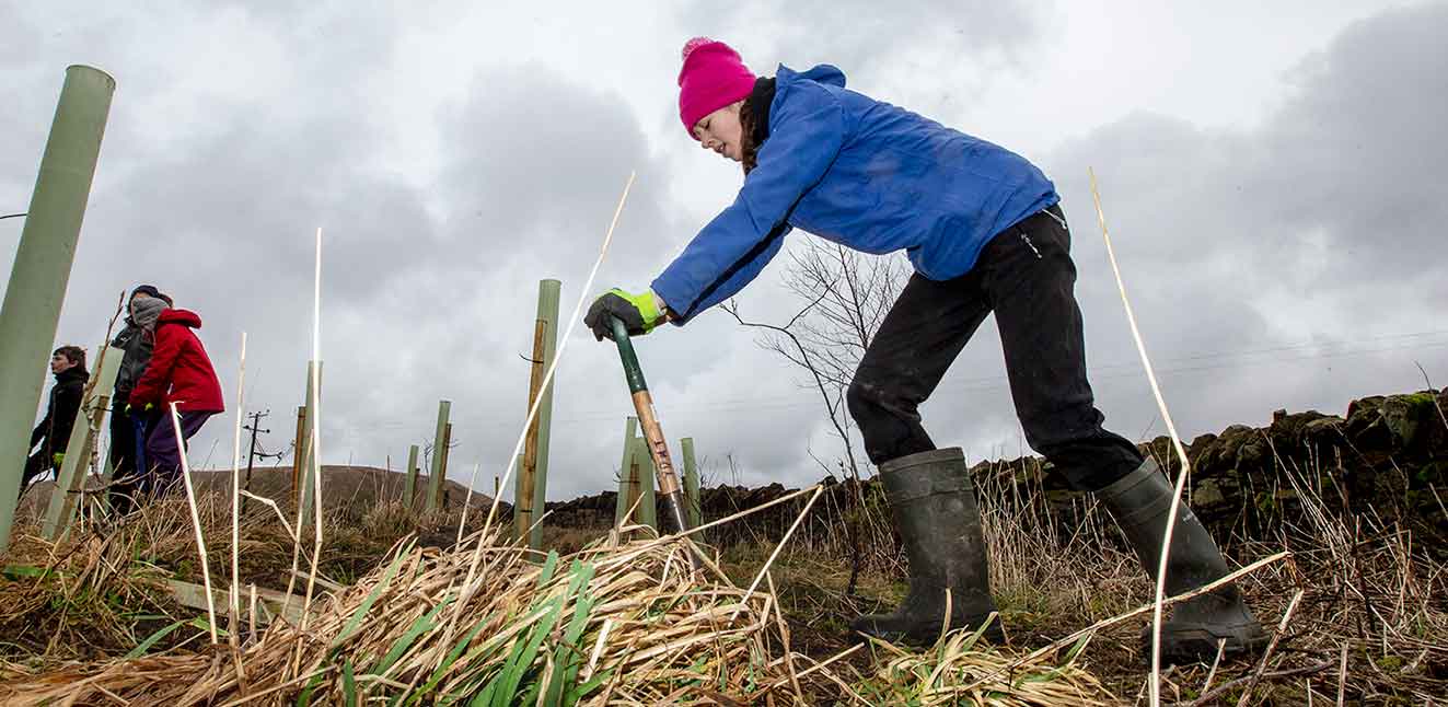 Tree planting with plastic tree guards 