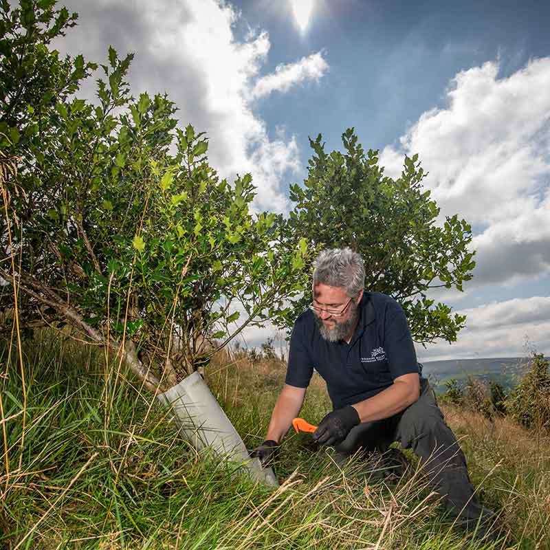 Removing plastic tree tubes